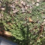 Chamaesyce serpens Хабит