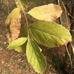 Ehretia amoena Leaf