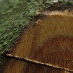 Warneckea cauliflora Bark