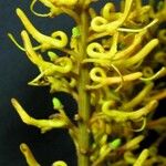 Vochysia ferruginea 花