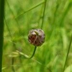 Allium vineale Fruit