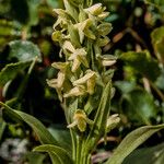 Platanthera hyperborea Floare