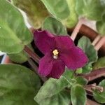 Streptocarpus ionanthus Flower