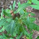 Ludwigia alternifolia Floro