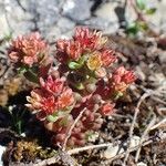 Sedum atratum Hábito