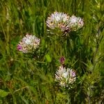 Castilleja exserta 花