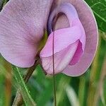 Vigna macrorhyncha Fleur