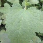 Agastache mexicana Ліст