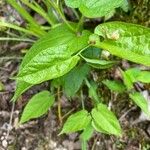 Aristolochia serpentaria Folha