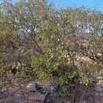 Combretum apiculatum Habit