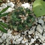 Coryphantha elephantidens Ліст