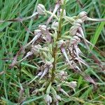 Himantoglossum hircinum Tervik taim