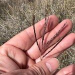 Bothriochloa bladhii Fruit