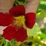 Tropaeolum minus Flower
