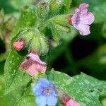 Pulmonaria officinalis 花