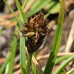 Carex pyrenaica Frutto