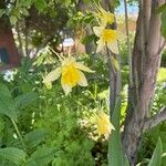 Aquilegia chrysantha Blüte