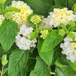 Lantana canescens 葉