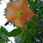 Brugmansia versicolorÇiçek