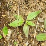 Plantago australis Deilen