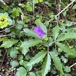 Cardamine glanduligera Flors