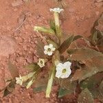 Nicotiana obtusifolia