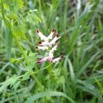 Fumaria muralis Fiore