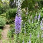 Veronica longifoliaBloem