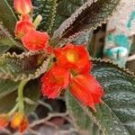 Chrysothemis pulchella Flower