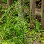 Poa pratensis Dalc'h