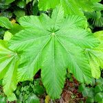 Cecropia schreberiana Hoja