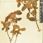 Rhododendron pendulum Ostatní