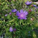 Stokesia laevis موطن