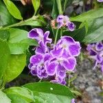 Duranta erecta Flower