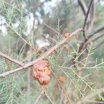 Tamarix aphylla Fruit