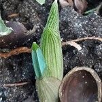 Iris reticulata Flor