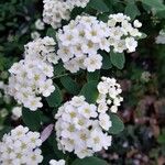 Spiraea × vanhouttei Õis