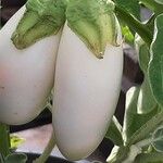 Solanum melongena Fruit