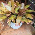 Neoregelia farinosa Fuelha