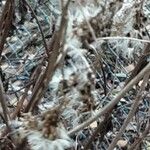 Ageratina ligustrina Fruto