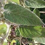 Colquhounia coccinea Leaf