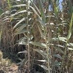 Arundo donax Habit