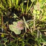 Trifolium hirtum Λουλούδι