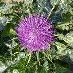 Silybum marianum ᱵᱟᱦᱟ