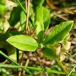 Silene baccifera Φύλλο