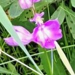 Calopogon tuberosus Flor