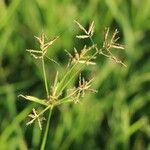 Cyperus haspan Fiore