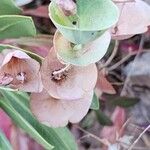 Euphorbia erubescens Fruit