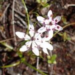 Drosera peltata Flower
