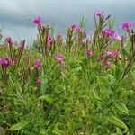 Epilobium hirsutumAlkat (teljes növény)